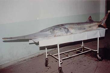 2930_Chinese Paddlefish_Psephurus gladius.jpg